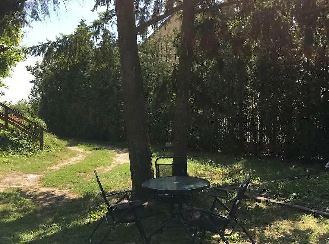 Tulipan * קונין